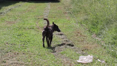 dog sniffing and circling a plastic bag outdoors.