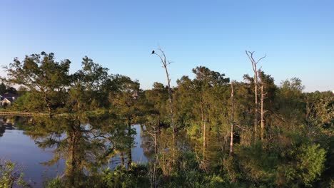 osprey on a tree hanging out near cow bayou watching the sunset