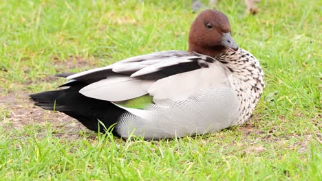 duck preening feathers on grassy area