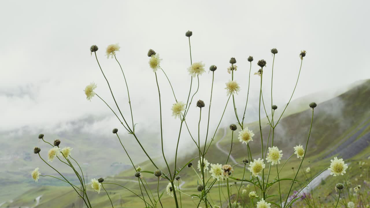 산의 초원에서 희미한 노란색 꽃