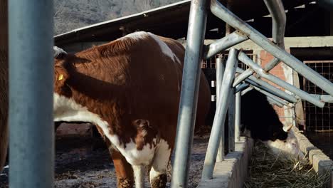 brown eyed cow ruminating beside the trough
