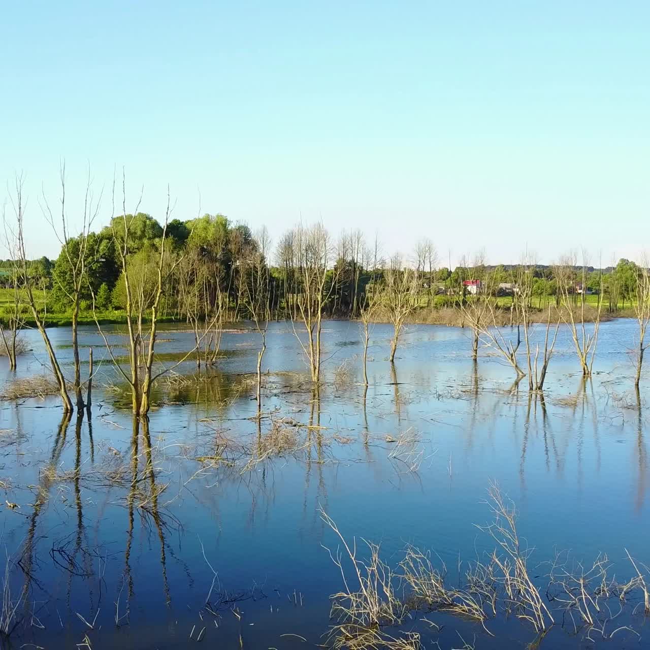 Wild Nature. Dead Trees On The River. Aerial landscape with dead trees in water flood