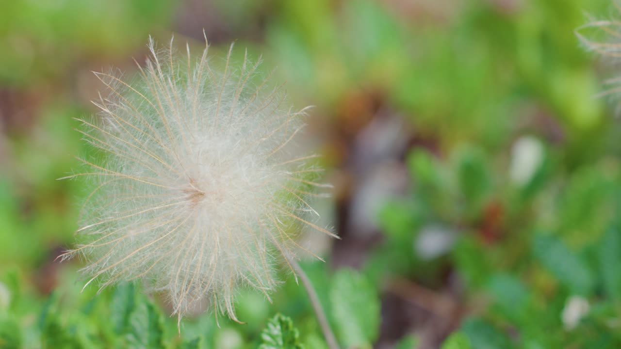 Fluffy grass seed head disperses seeds in wind, macro view, natural daylight, shallow focus