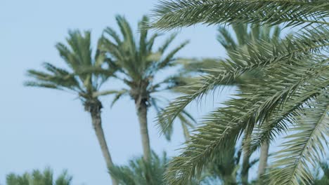 Palmen-Und-Blauer-Himmel