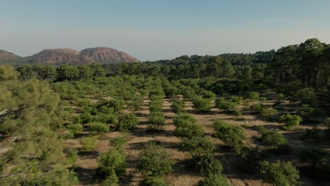 drone shot: avocado farm near a forest in michoacan mexico