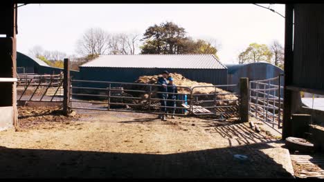 two cattle farmers interacting with each other while walking