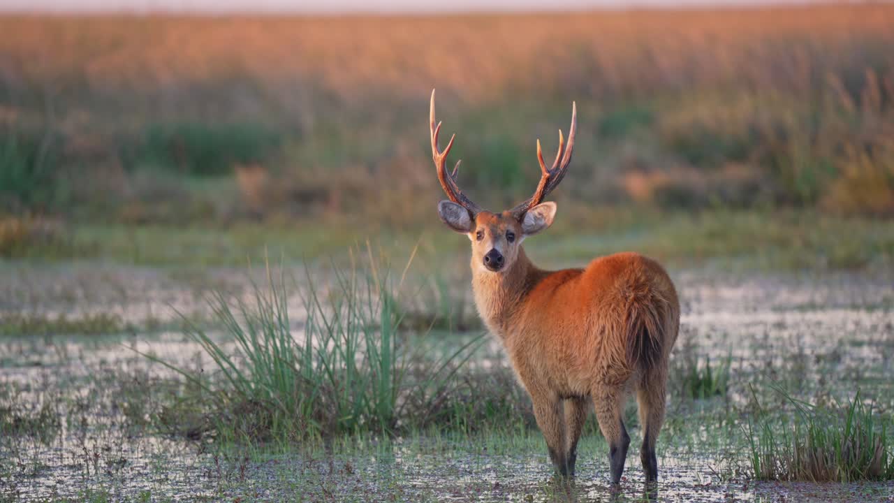 Marsh deer with large antlers stands in wetland, looks at camera, then turns and walks off, Ibera National Park, Corrientes, Argentina