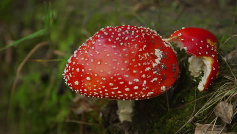 poisonous fly agaric mushroom in a forest