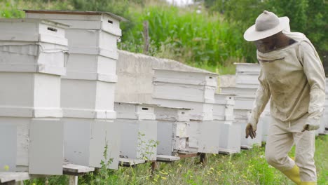 Der-Imker-Kontrolliert-Die-Bienenstöcke.