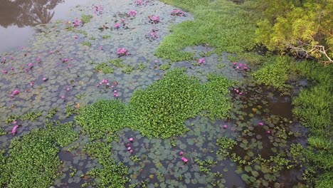 water lily in the stream ,mangrove forest inland water body, water lily grows with mosses and grasses, ,pond river sea, water lily blooming, beautiful aerial shot, group, blossom , field, top