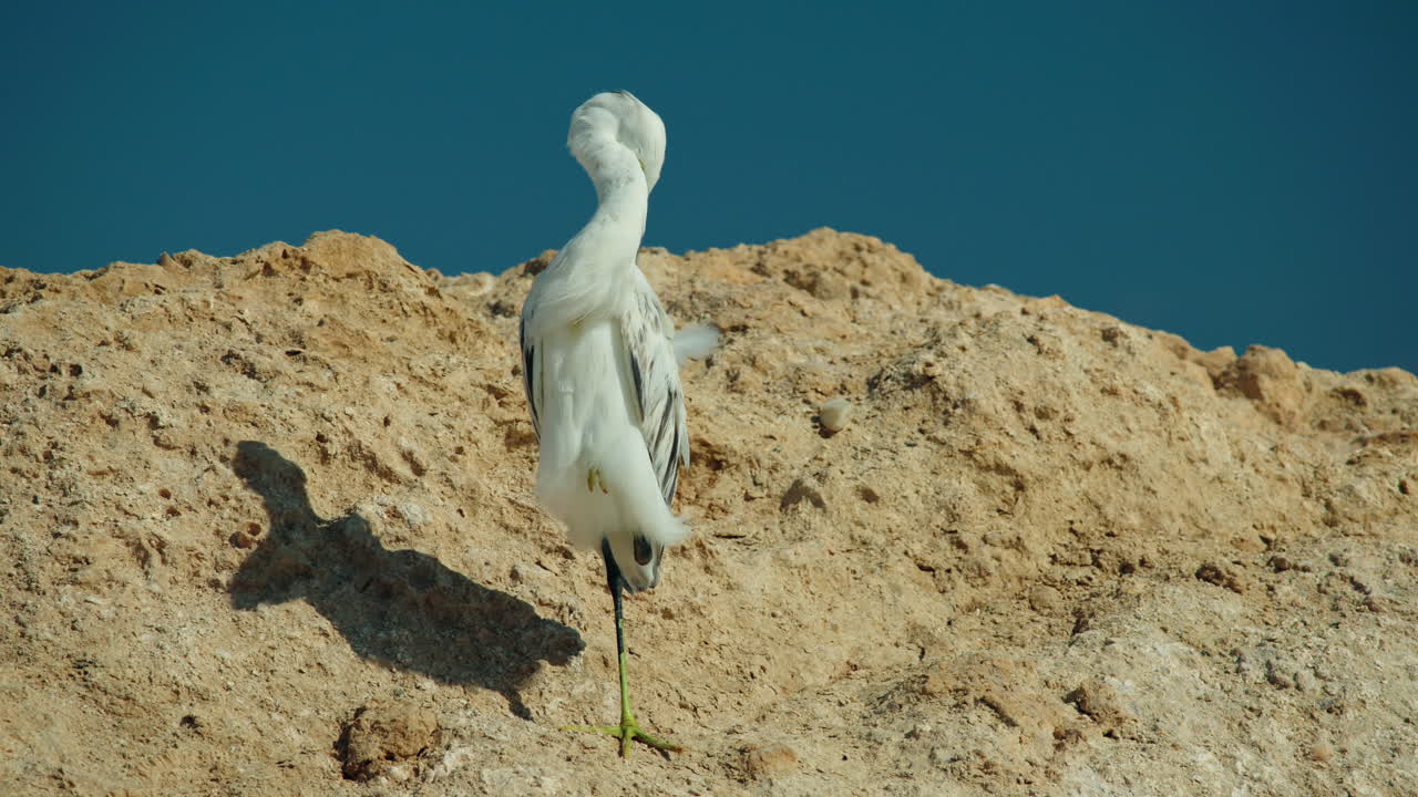Airone bianco in piedi sulla costa rocciosa