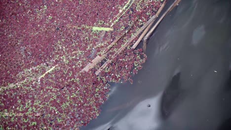 mitad de hojas rojas flotando en el agua y mitad de ondas de agua