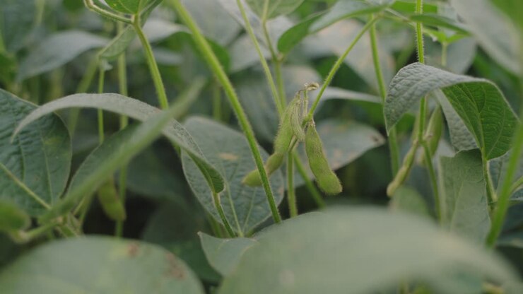 Closeup shot of seeds of soybean in soybean field