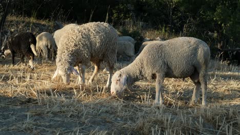 Sheep-Grazing-Field