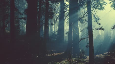 black-tree-trunk-in-a-dark-pine-tree-forest