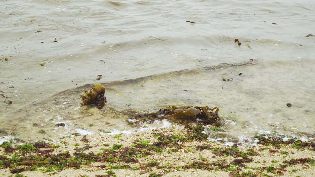 Saccorhiza polyschides, Furbellow algae dragged by waves in Matosinhos beach, Porto, Portugal