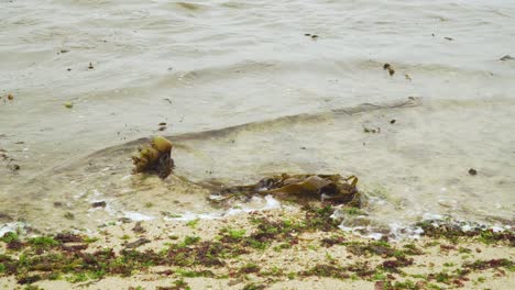 Saccorhiza-polyschides,-Furbellow-algae-dragged-by-waves-in-Matosinhos-beach,-Porto,-Portugal