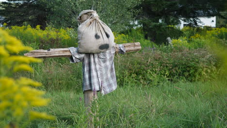 unscary scarecrow standing in unkept field