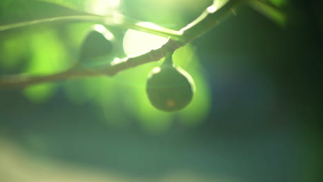 Close-up-of-a-new-fig-growing-on-a-fig-tree-branch-blowing-in-a-soft-breeze