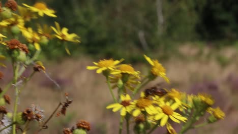 a hoverfly visiting ragwort flowers. summer. uk