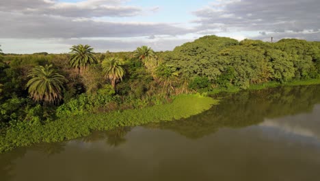 Carro-Aéreo-A-La-Izquierda-De-La-Vegetación-Al-Lado-Del-Estanque-En-La-Reserva-Ecológica-Costanera-Sur,-Buenos-Aires