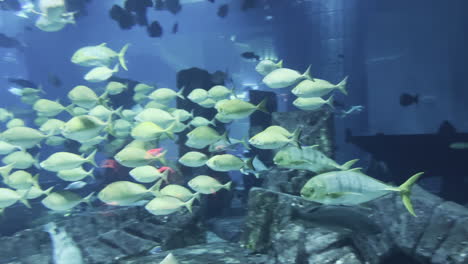 scuba divers inside a big aquarium swimming through a shoal of fish