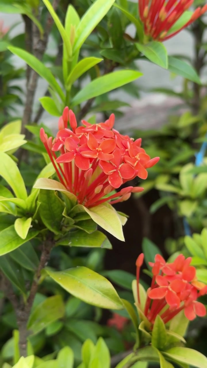 Fiori di Ixora Rosso Vivace in Fiore in un Giardino