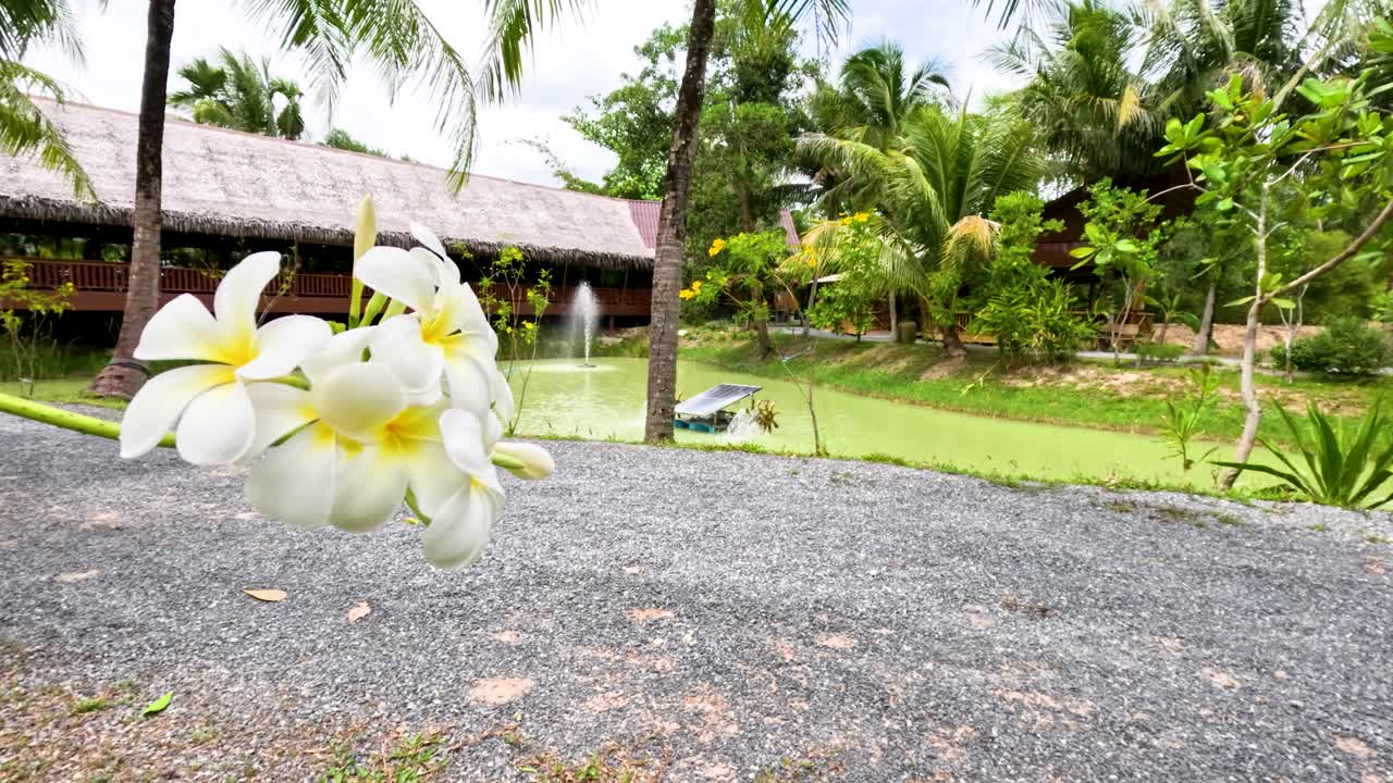 Gocce di fiori di Plumeria bianca su sentiero di ghiaia, rigoglioso sfondo di giardino tropicale, luce naturale, scatto statico