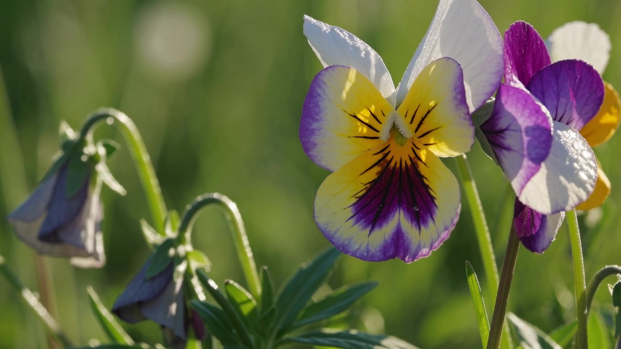 Närbild av en livfull penséblomma i en solig trädgård
