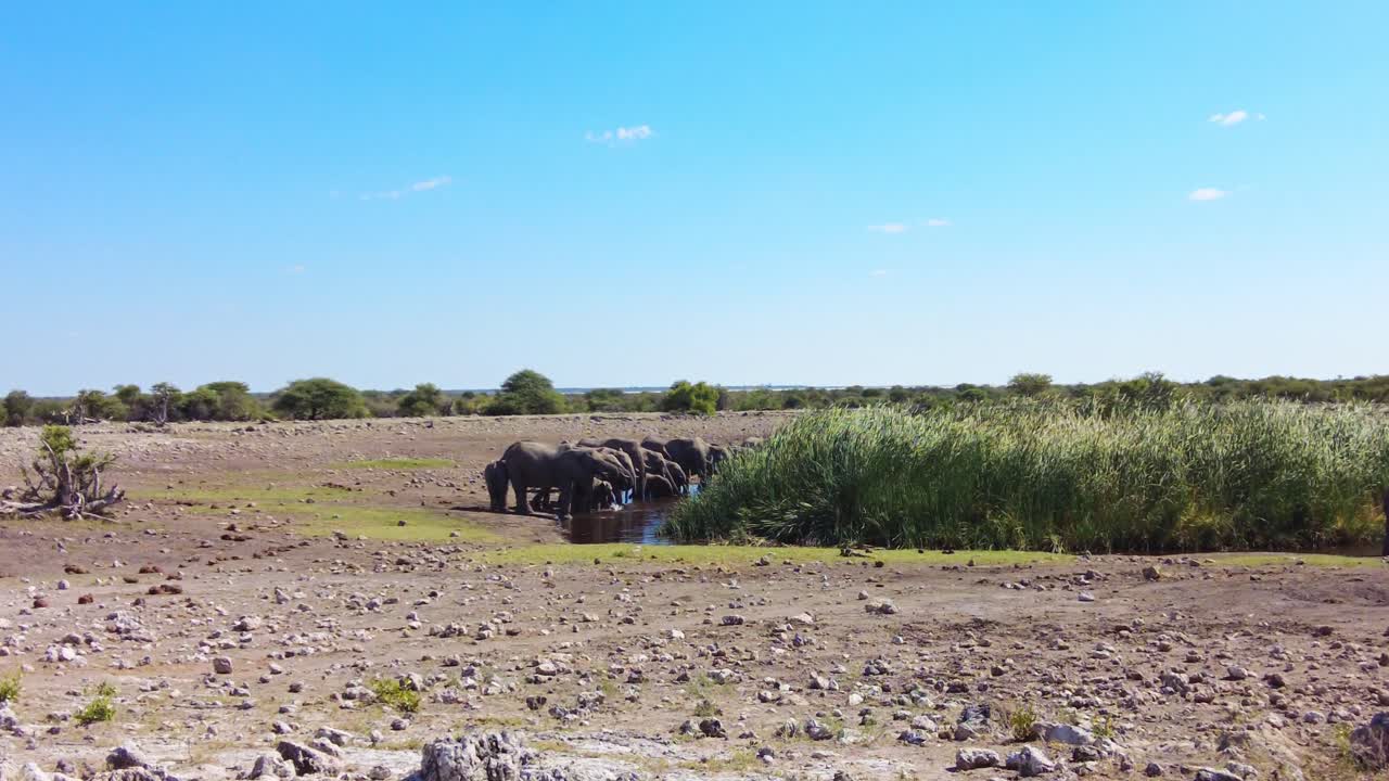 Immagine statica del bordo della depressione arida di Etosha che mostra un piccolo branco di elefanti africani raggruppati presso uno stretto canale d'acqua accanto ad alte canne verdi sotto un cielo azzurro nel Parco nazionale di Etosha, Namibia