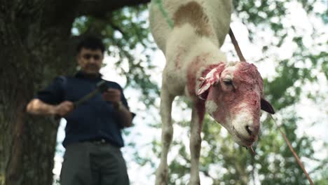 Middle-eastern-man-preparing-goat-and-sheep-meat-to-eat-in-celebration-of-Muslim,-religious-holiday-Ramadan,-Eid-al-Adha-or-Eid-al-Fitr-in-cinematic-slow-motion