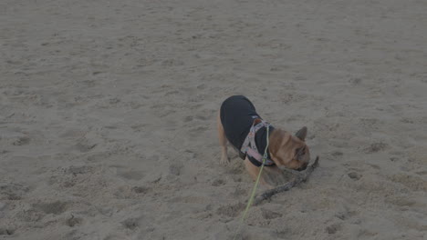 bulldog francés corre en la arena y juega con un palo de madera en la playa
