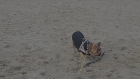 french bulldog runs in the sand and plays with a wooden stick on the beach