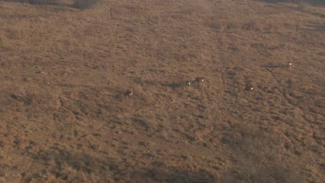 Imágenes-Aéreas-De-Drones-De-Una-Manada-De-Nyala-Pastando-En-La-Llanura-De-Hierba-De-Invierno-Estéril-En-La-Naturaleza