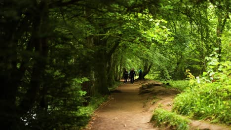 people walking through lush green forest trail