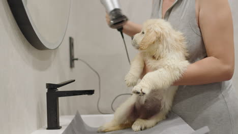 a small puppy of a golden retriever is dried with a hair dryer after bathing