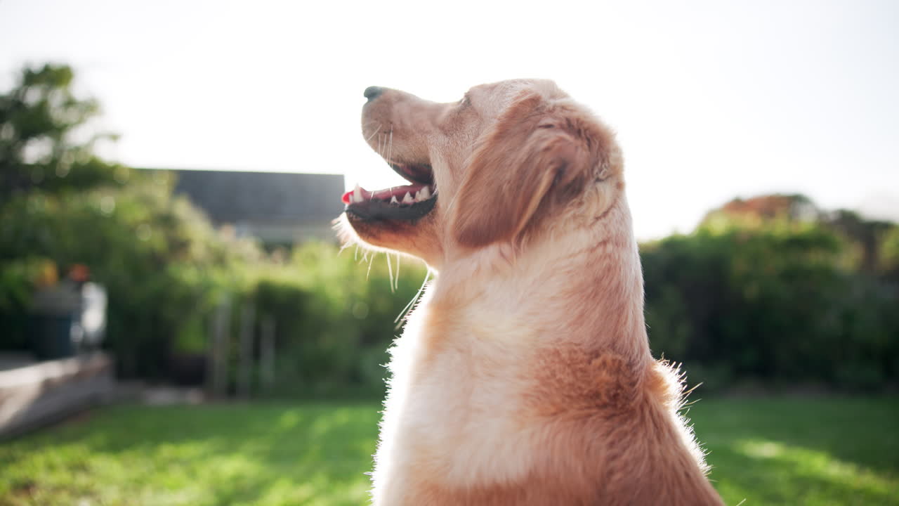 Golden retriever outdoors in sunlight