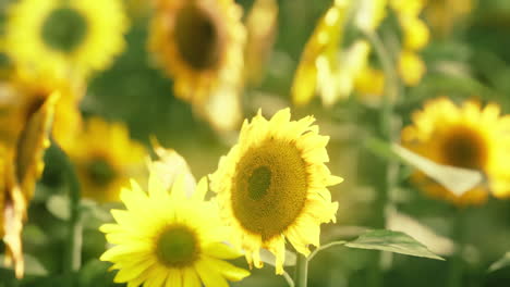 Sonnenblumenfeld-Im-Goldenen-Licht-Der-Untergehenden-Sonne-Getaucht