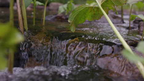 small creek with plants and rocks