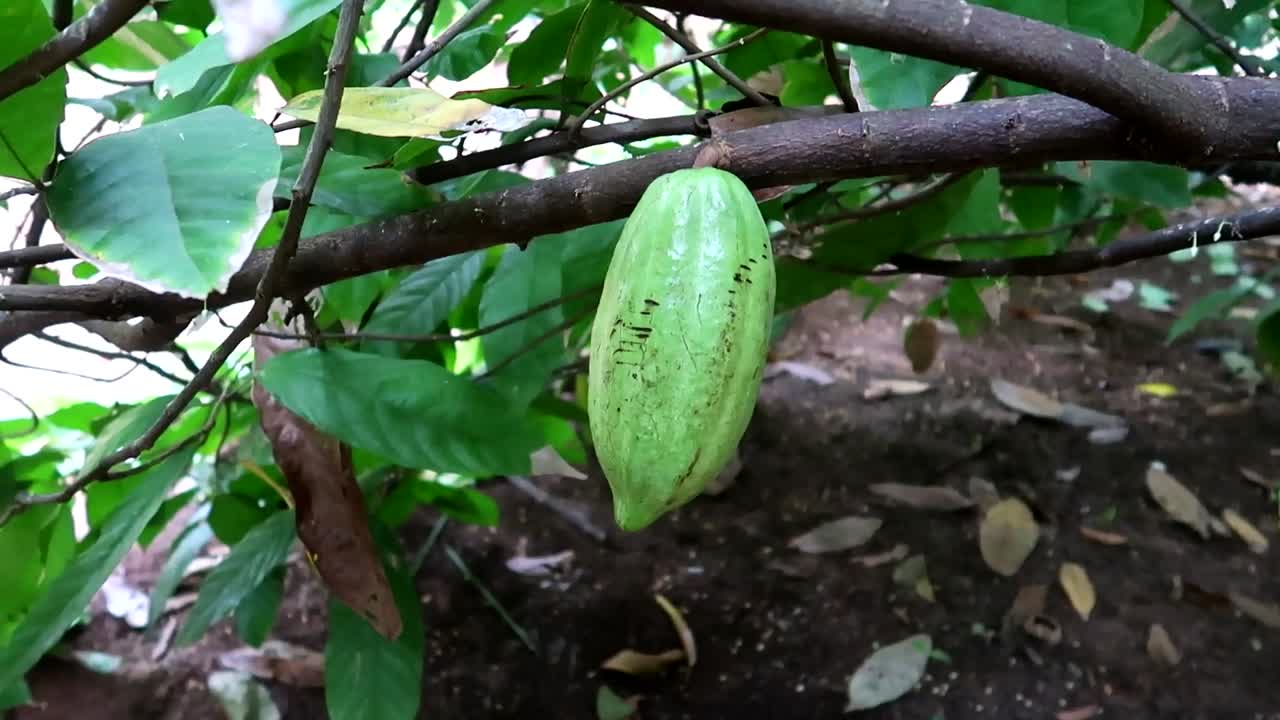 cierre de cacao verde en una rama a la espera de ponerse amarillo para estar listo para el consumo