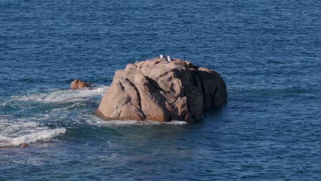 seagulls on rugged outcrop in the sea in camariñas, a coruña, spain