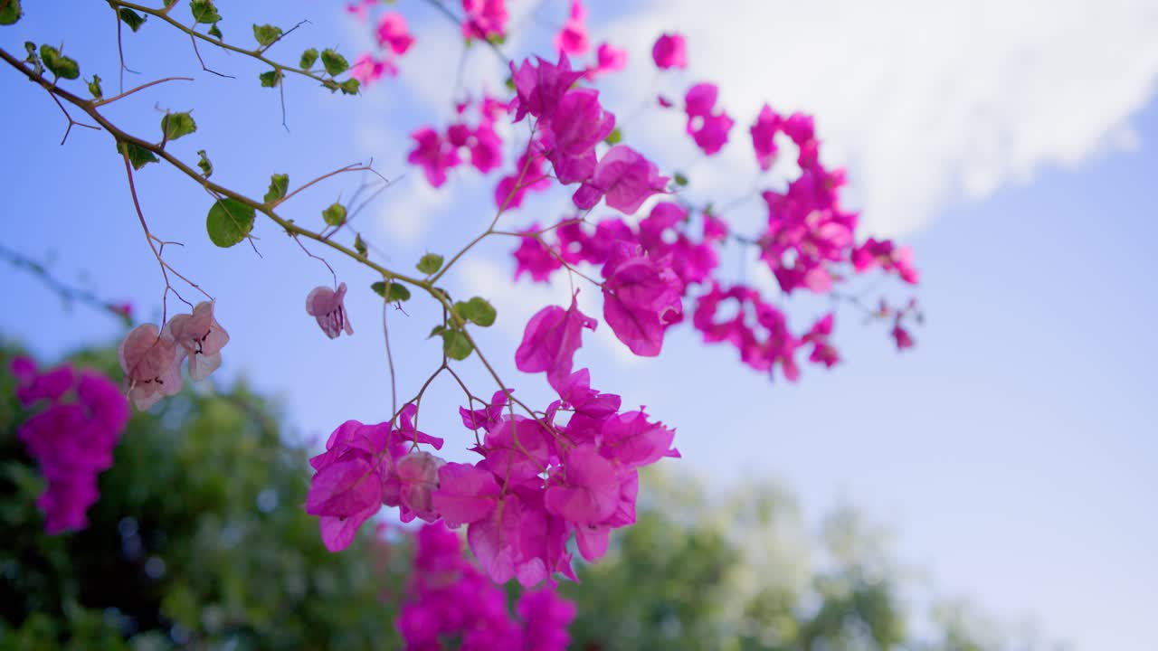 Un ramo di bougainvillea color magenta ondeggia nella brezza mentre la telecamera si allontana, mostrando più cielo.