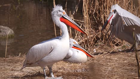 Grey-white-Pelicans-with-orange-beak-standing-on-hay-field-in-front-of-lake-in-summer---close-up-slow-motion