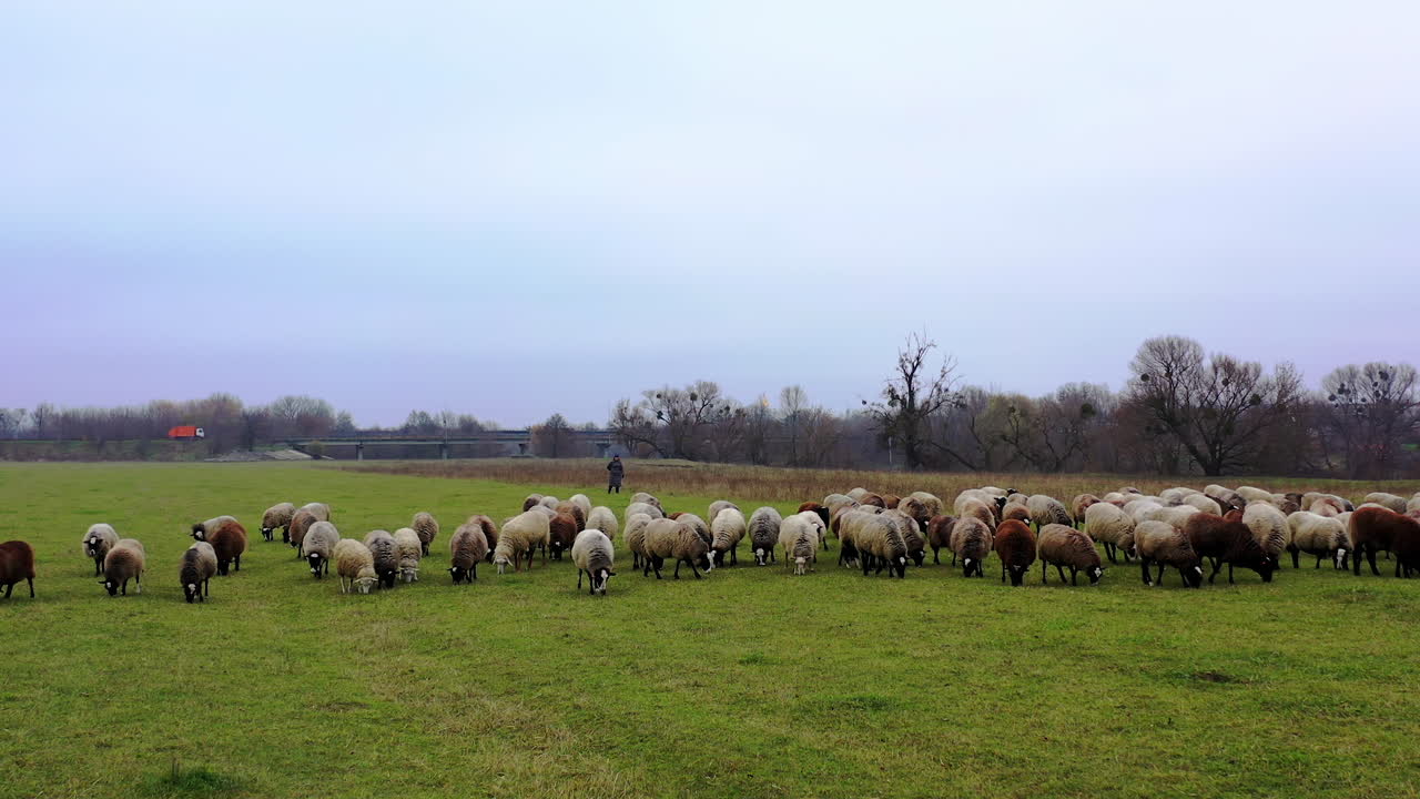 Aerial view of sheep flock running on grassland during autumn