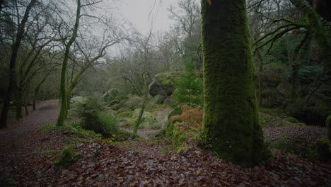 moss-covered trees and rocks in a damp forest