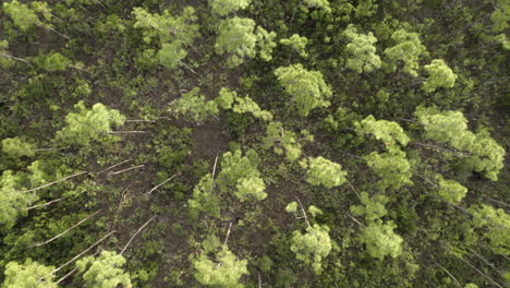 everglades slash pine rockland paisaje aéreo