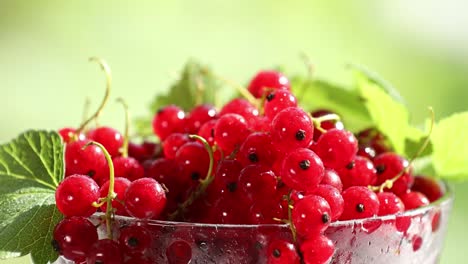 ripe red currant with water drops and green leaves in glass dish