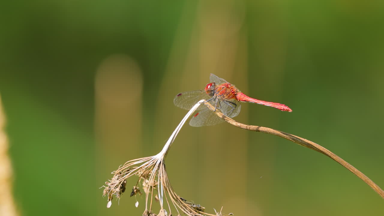 la libélula escarlata (crocothemis erythraea) es una especie de libélula de la familia libellulidae. sus nombres comunes incluyen escarlata ancha, darter escarlata común.