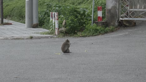 long-tailed macaque eating food while sitting in the middle of empty street in con dao island, vietnam