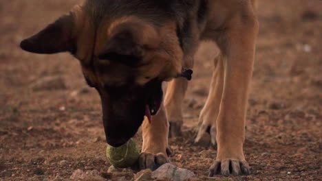 bored german shepherd biting a tennis ball at lucerne valley